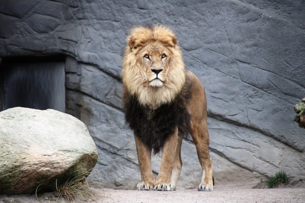Photo Lion King