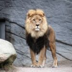 Photo Lion King
